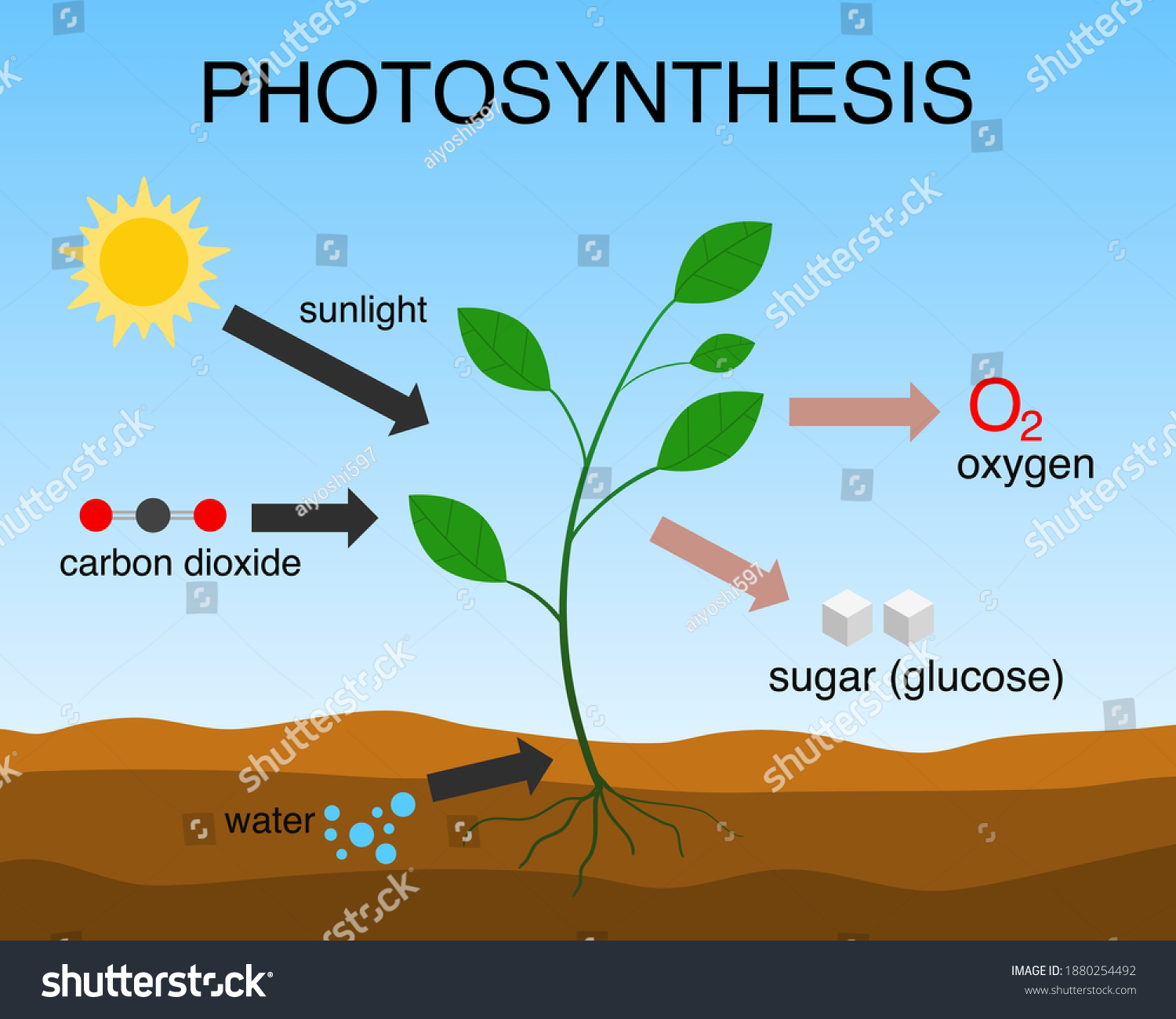 Vector Illustration Photosynthesis Process Stock Vector (Royalty Free ...