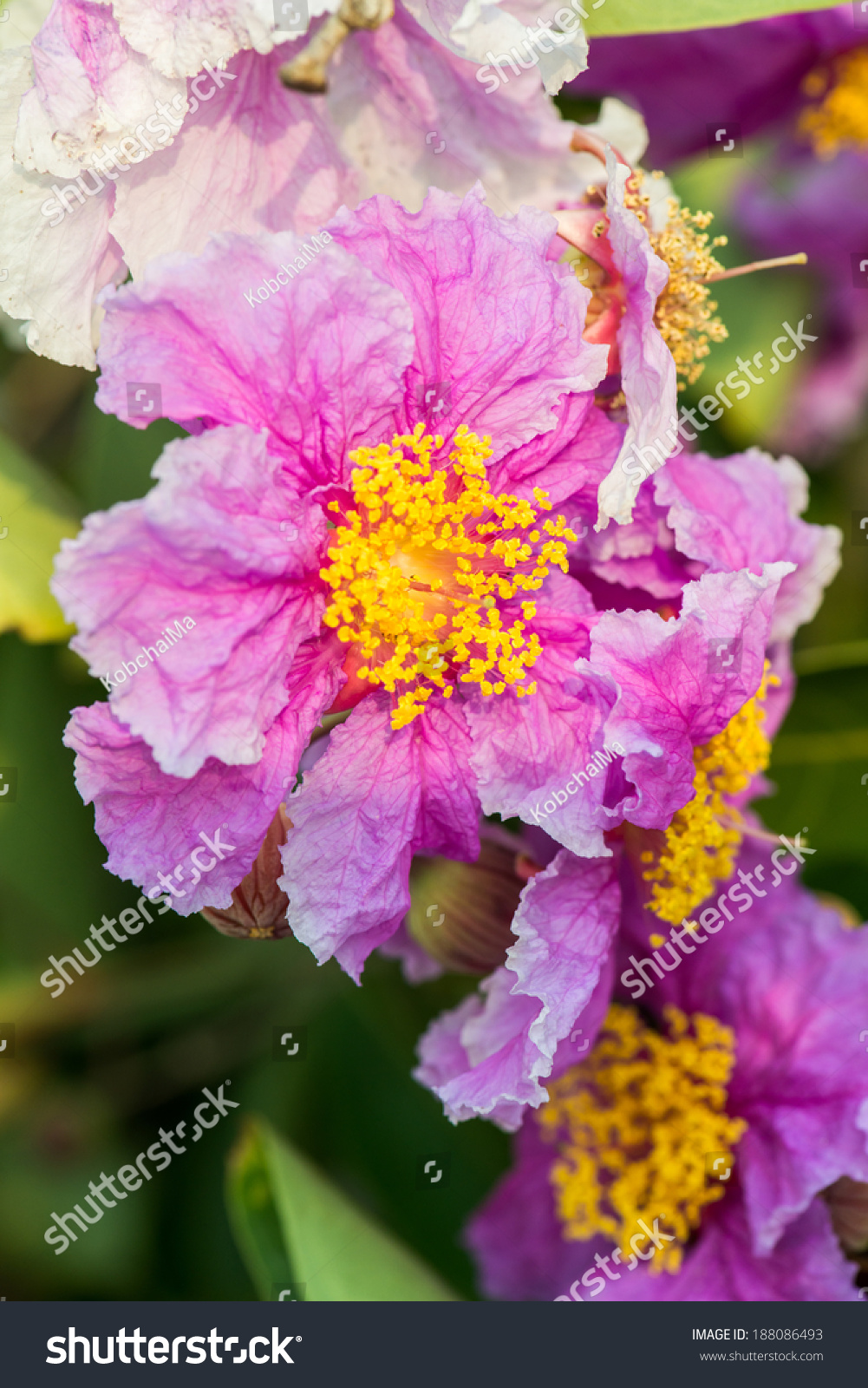 Close Lagerstroemia Speciosa Flower Thailand Stock Photo 188086493