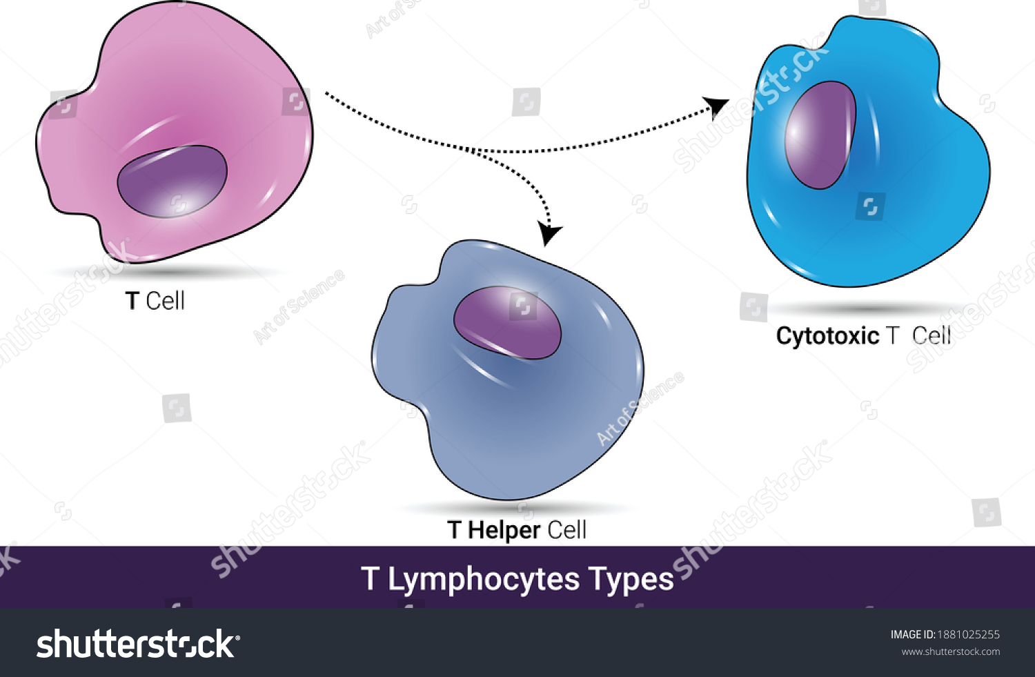 Types T Lymphocyte T Helper Cytotoxic Stock Vector (Royalty Free ...