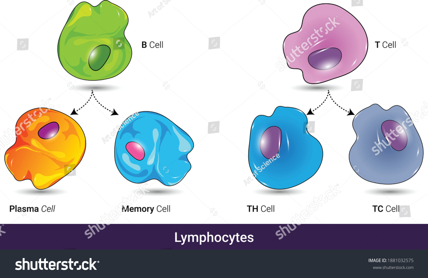 Types Lymphoid Cells Cytotoxic Helper T Stock Vector (Royalty Free ...