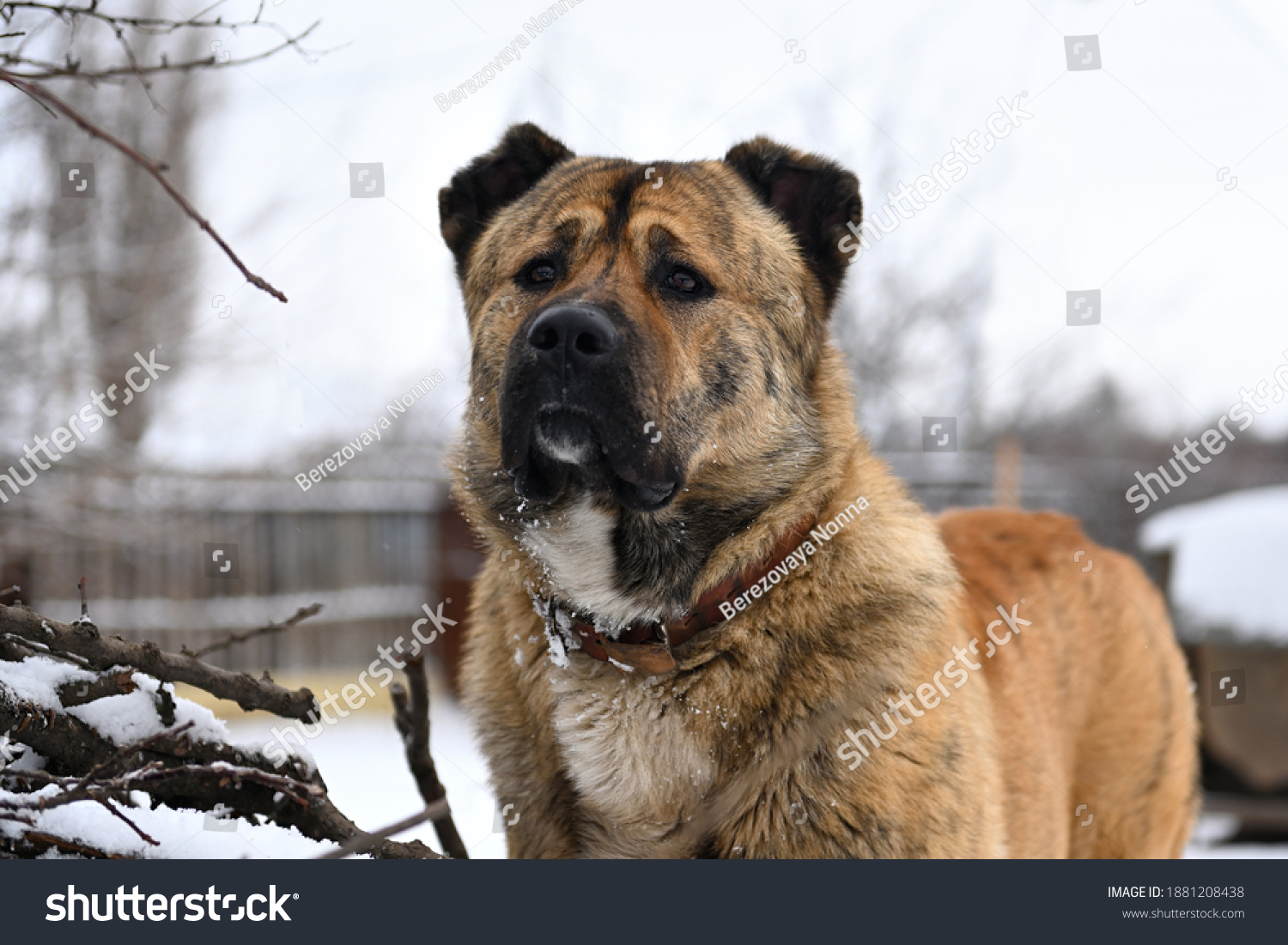 Portrait Purebred Middle Asian Shepherd Dog Stock Photo 1881208438