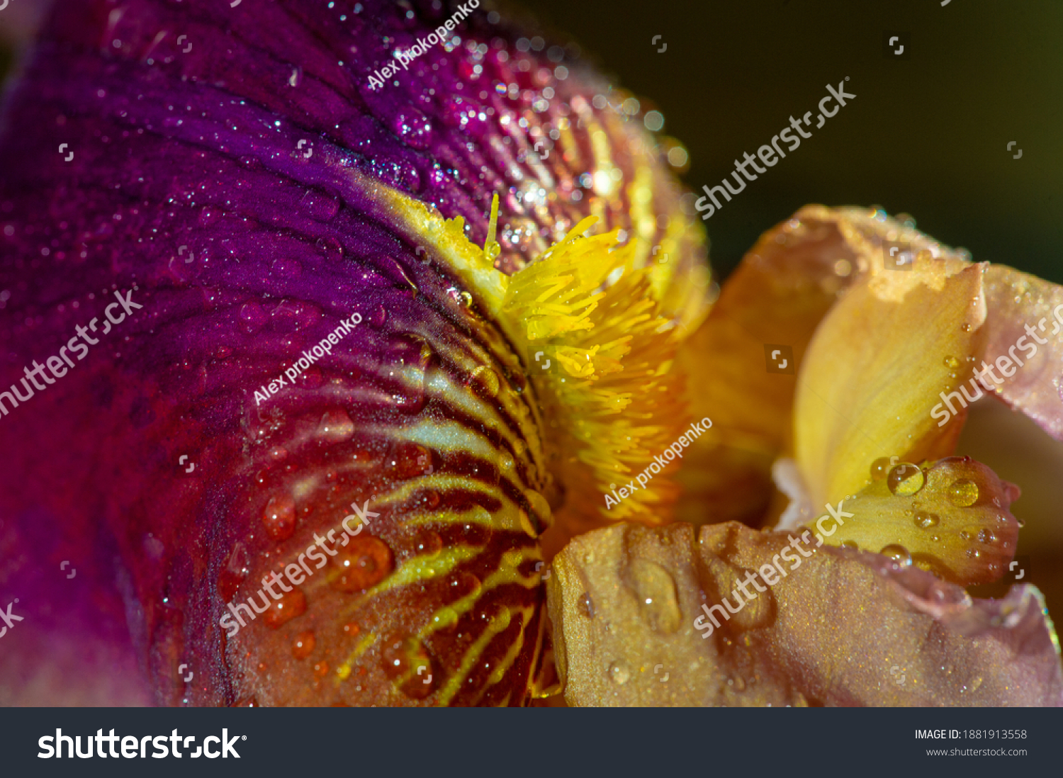 Name Iris Greek Word Rainbow Greeks Stock Photo 1881913558 Shutterstock