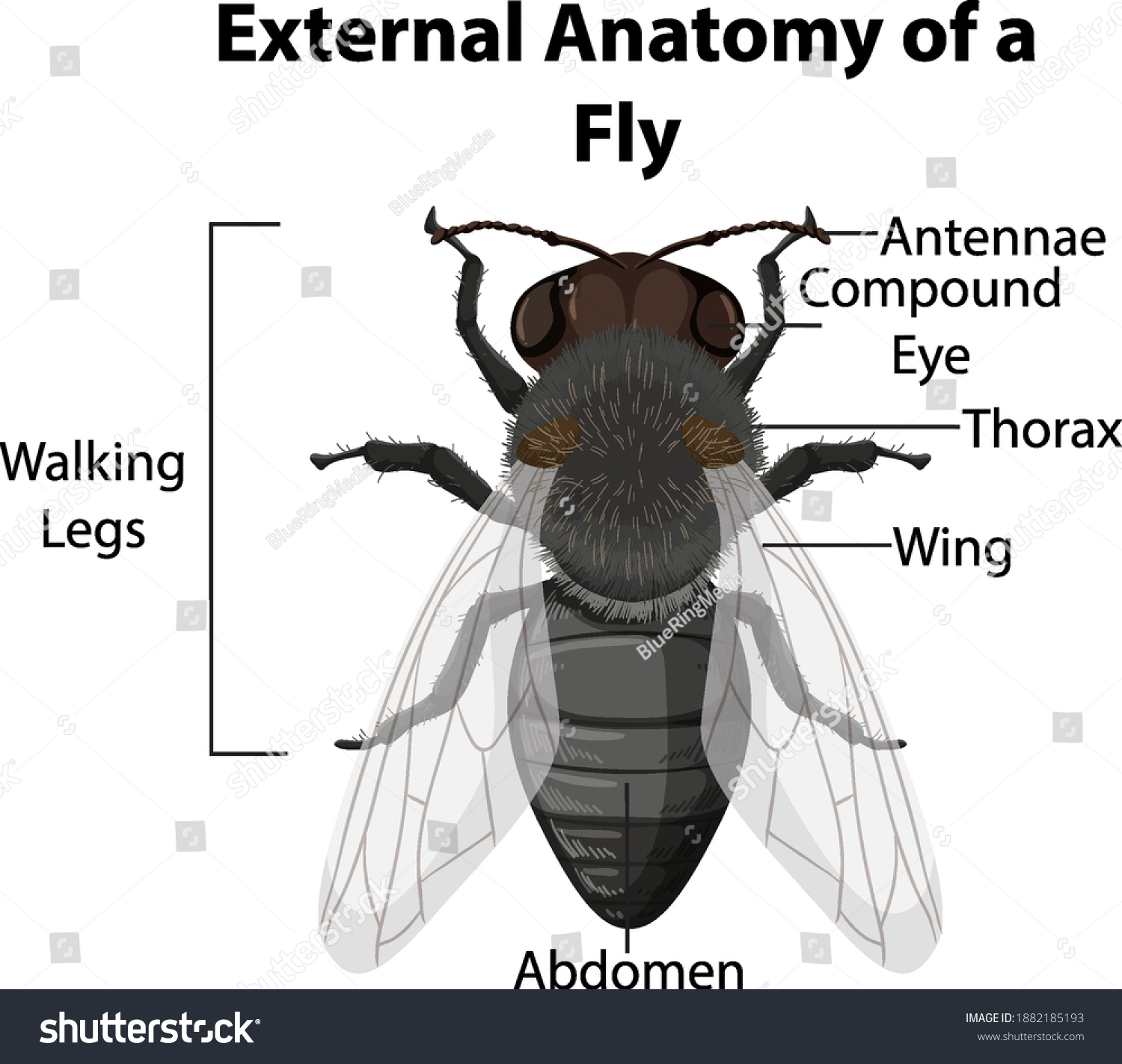 External Anatomy Fly On White Background Stock Vector (royalty Free 