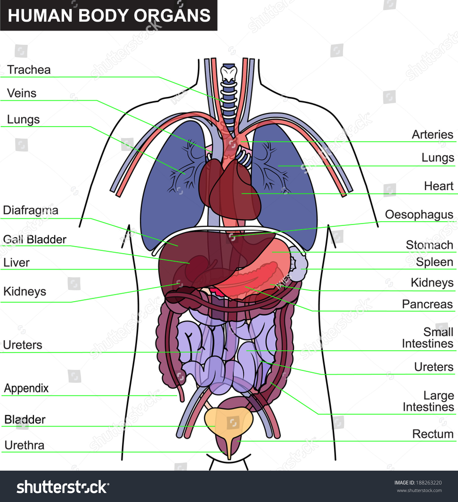 Human Body Organ Anatomy Immagine Vettoriale Stock Royalty Free 188263220 Shutterstock 