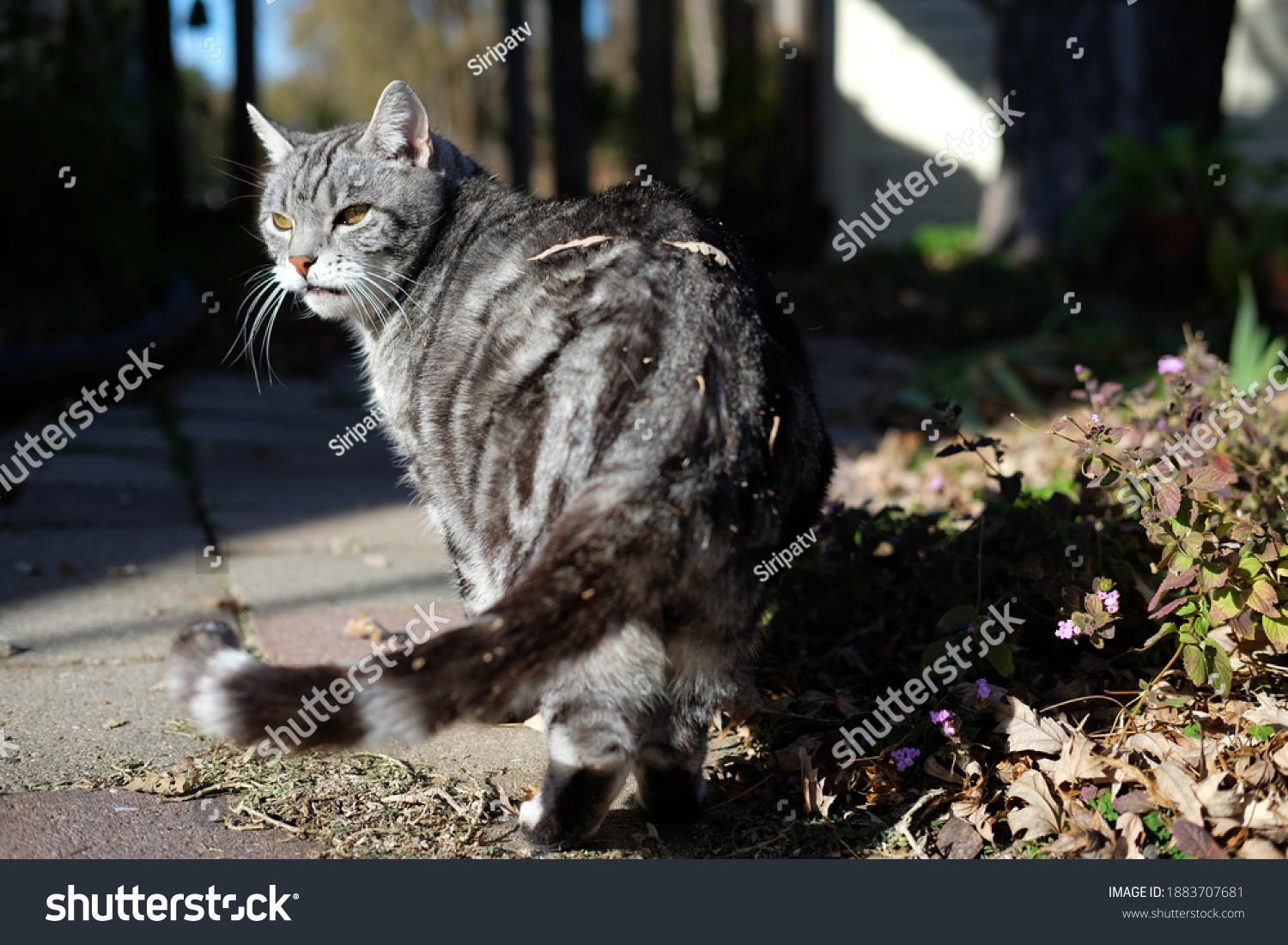 Portrait Backside Tabby Cat Looking Back Stock Photo 1883707681 ...