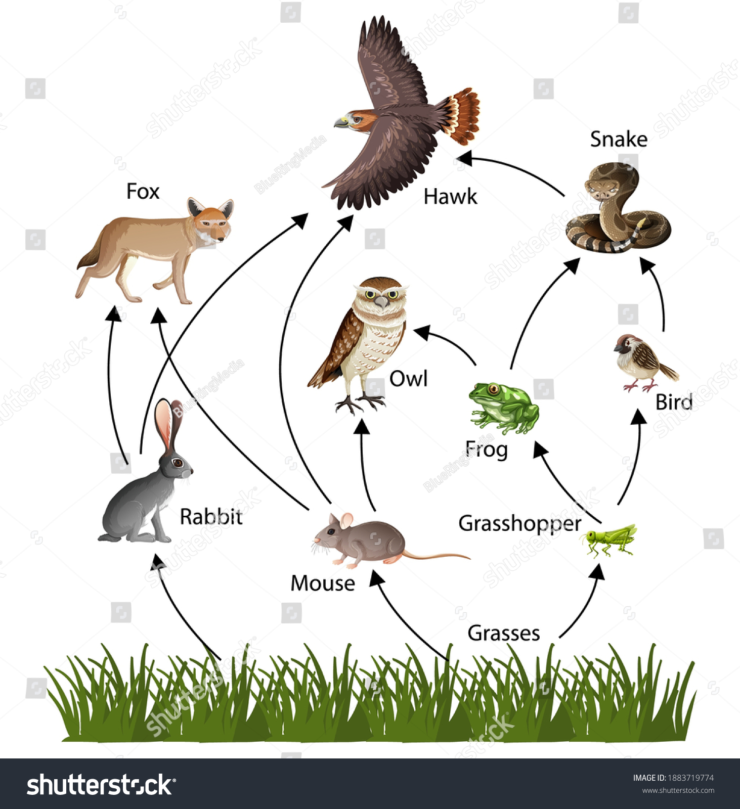 6,189 Food chain vector Images, Stock Photos & Vectors | Shutterstock