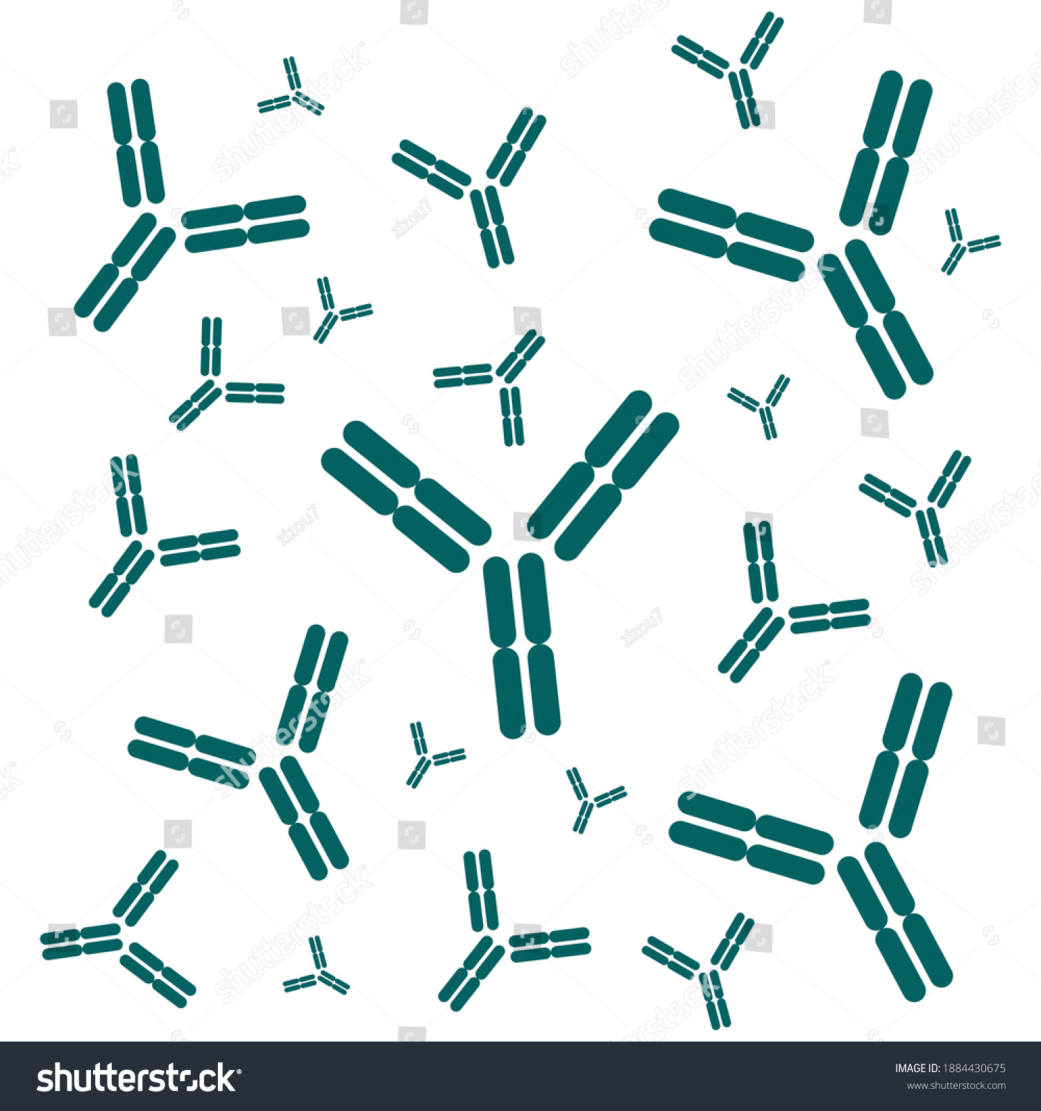 Schematic Diagram Immunoglobulin Antibody Stock Vector (Royalty Free ...