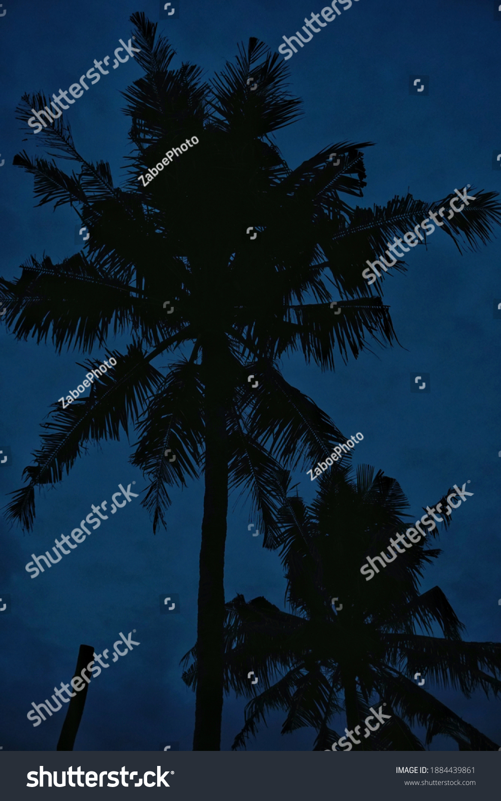 Coconut Tree Silhouette Black Coconut Tree Stock Photo 1884439861 ...