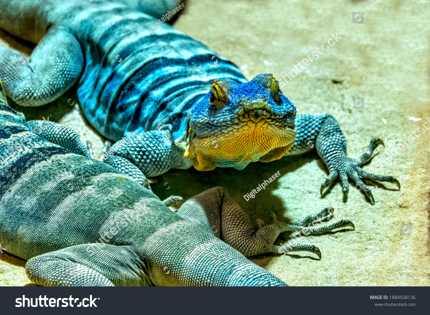 large blue lizard