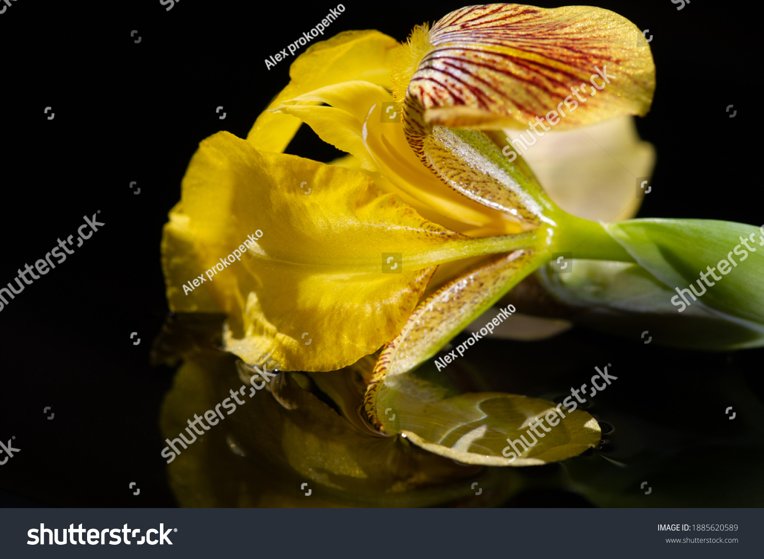 name-iris-greek-word-rainbow-greeks-stock-photo-1885620589-shutterstock