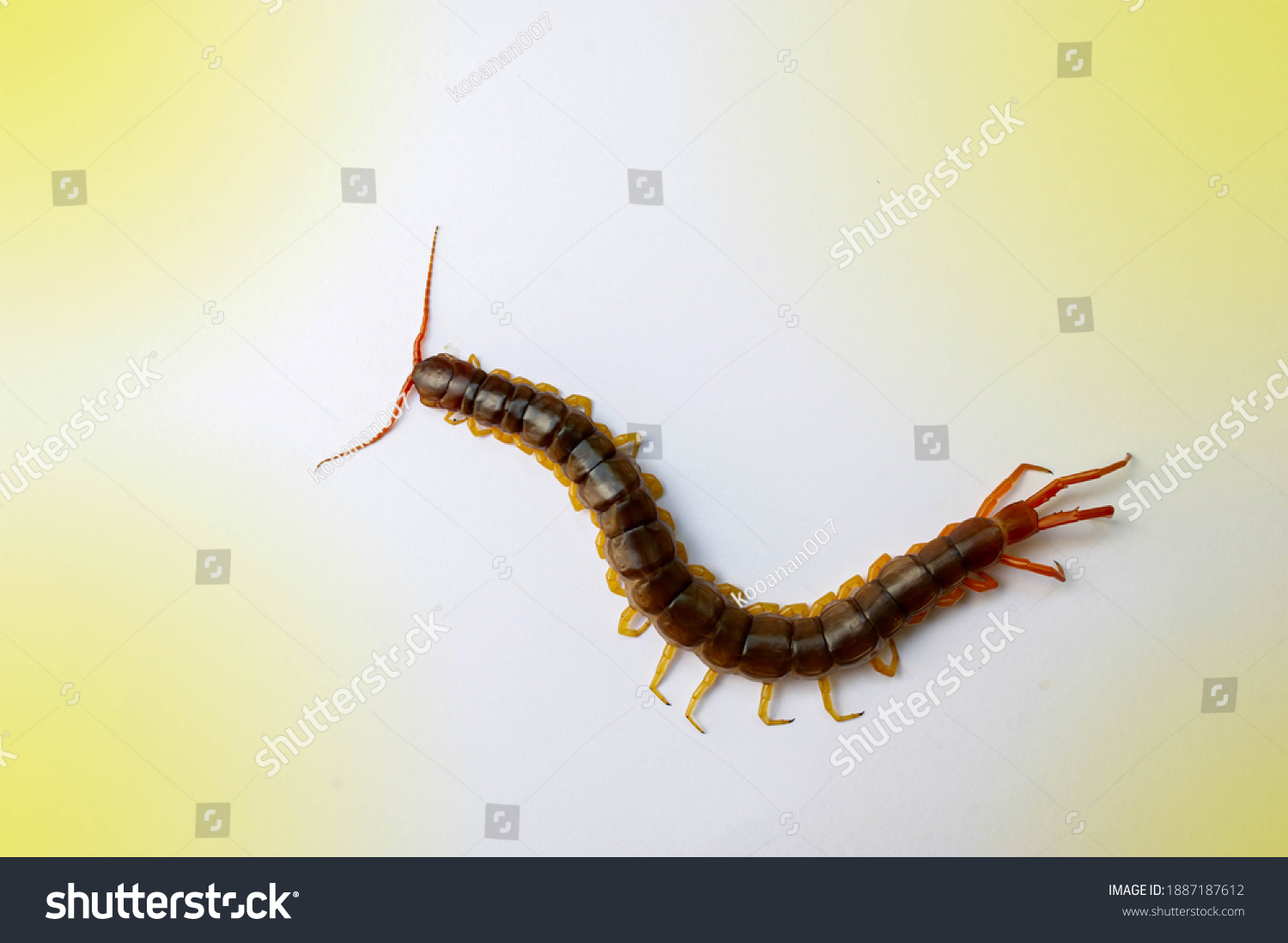 Centipede Can Bite Poisonous Animal Has Foto Stok 1887187612 Shutterstock