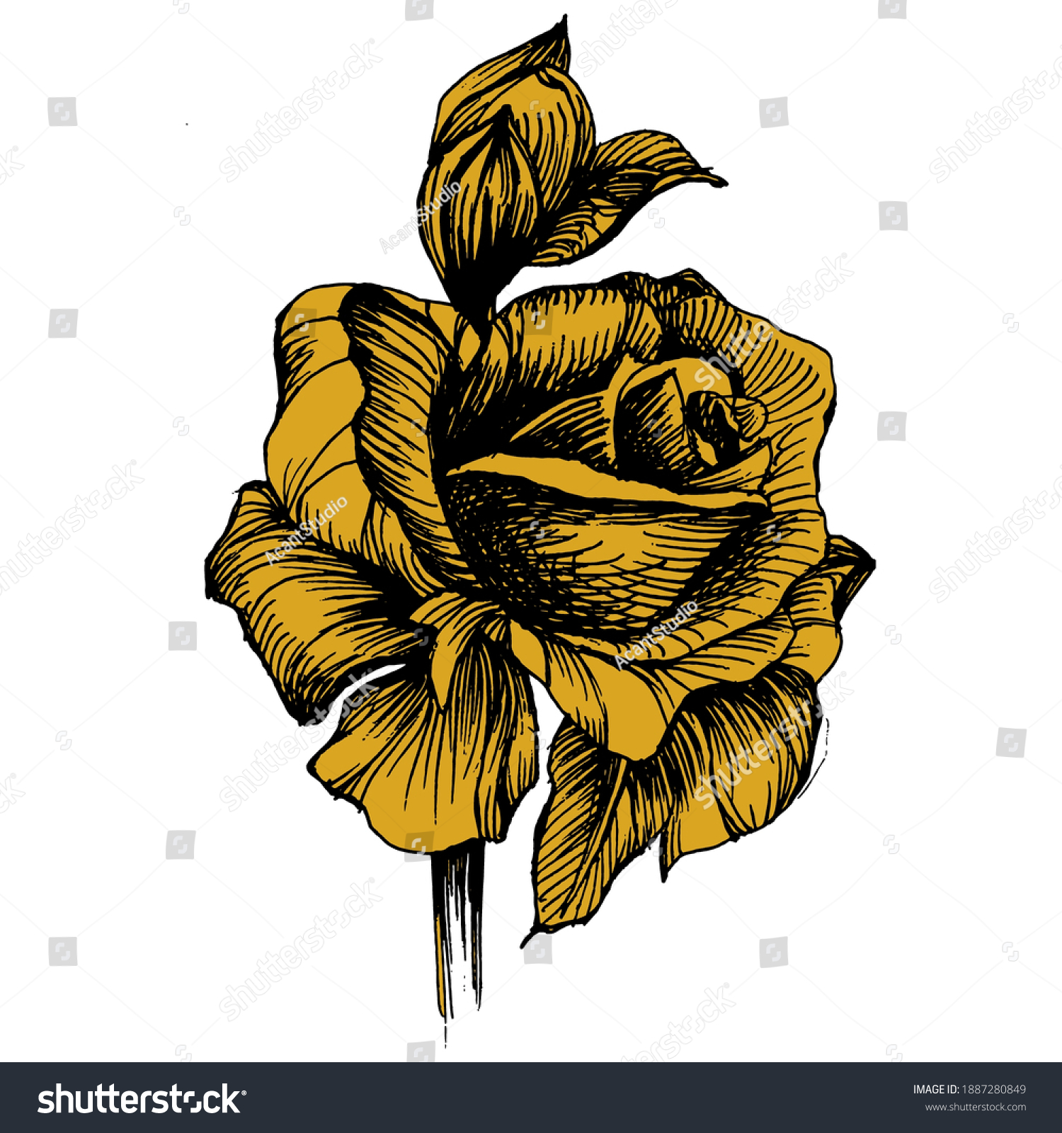 Golden Rose Flower Floral Botanical Flower Stock Vector (Royalty Free ...