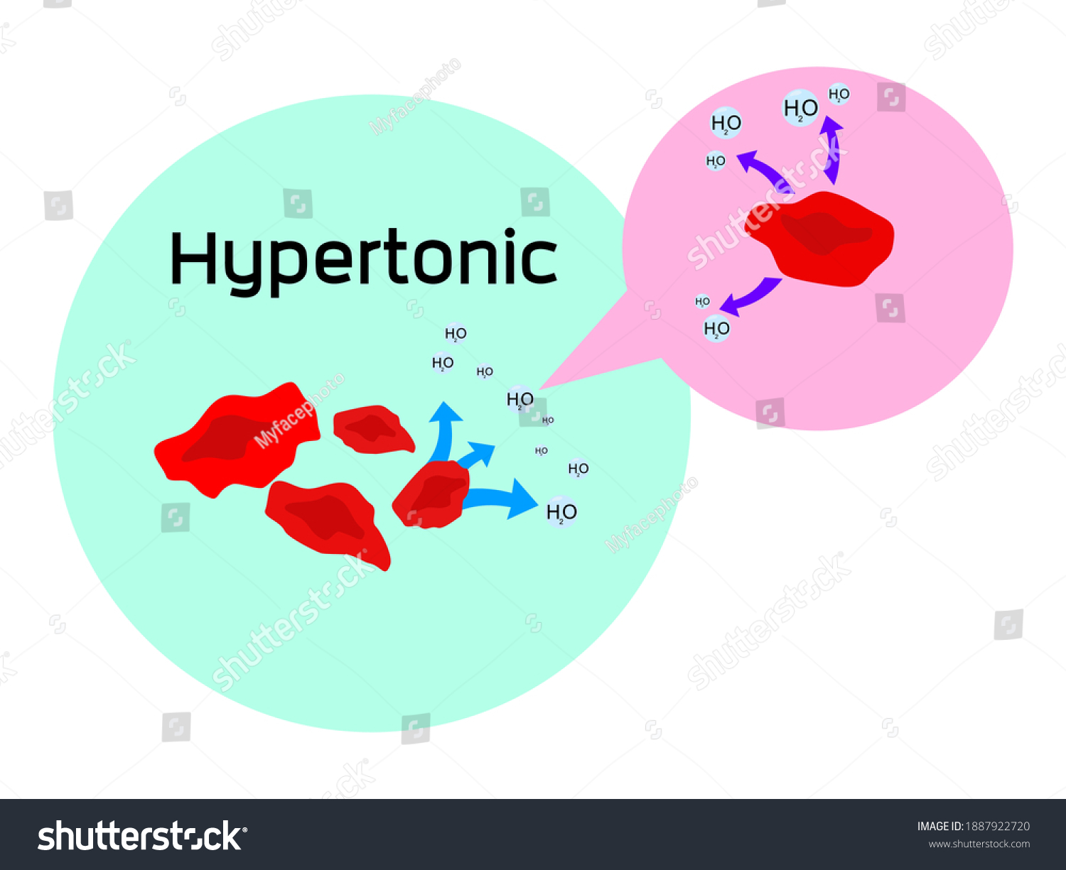 Water H2o Diffuses Into Red Blood Stock Vector (Royalty Free ...