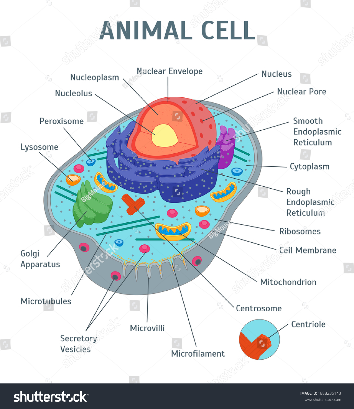 Cartoon Animal Cell Anatomy Banner Card Stock Illustration 1888235143 ...