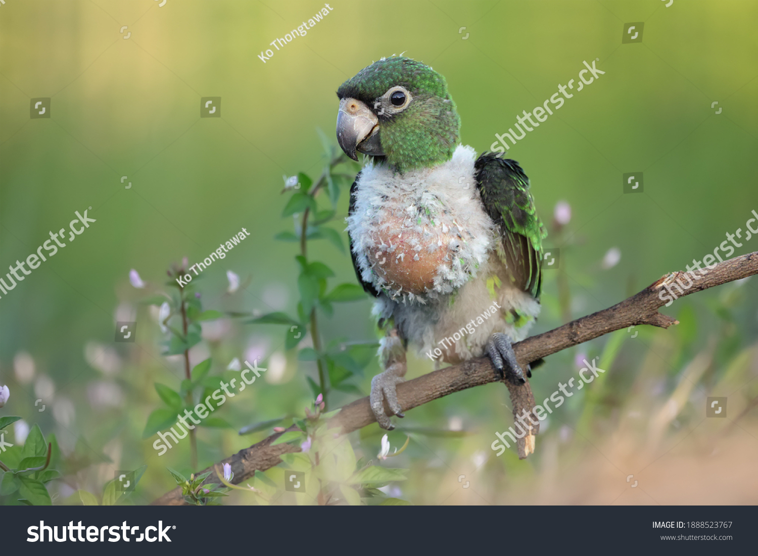 white baby parakeets