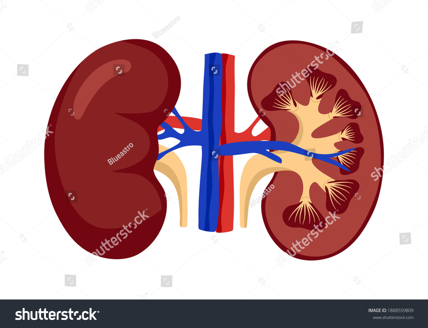 Anatomy Human Kidney Concept Vector Illustration Stock Vector (Royalty ...