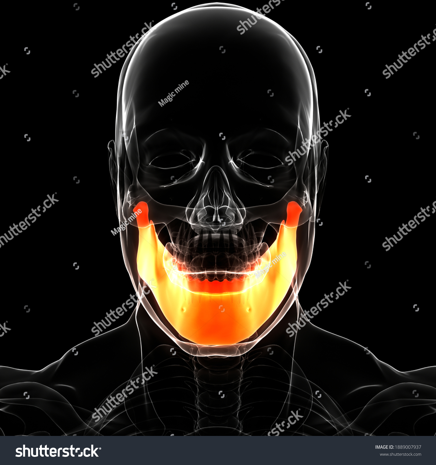 Human Skeleton System Skull Bone Joints Stock Illustration 1889007937 ...