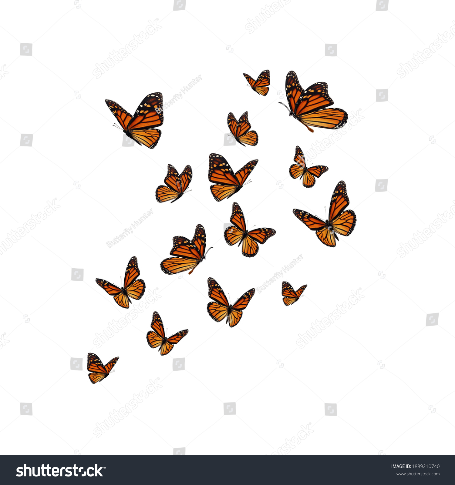 Beautiful Monarch Butterfly Isolated On White Stock Photo 1889210740 ...