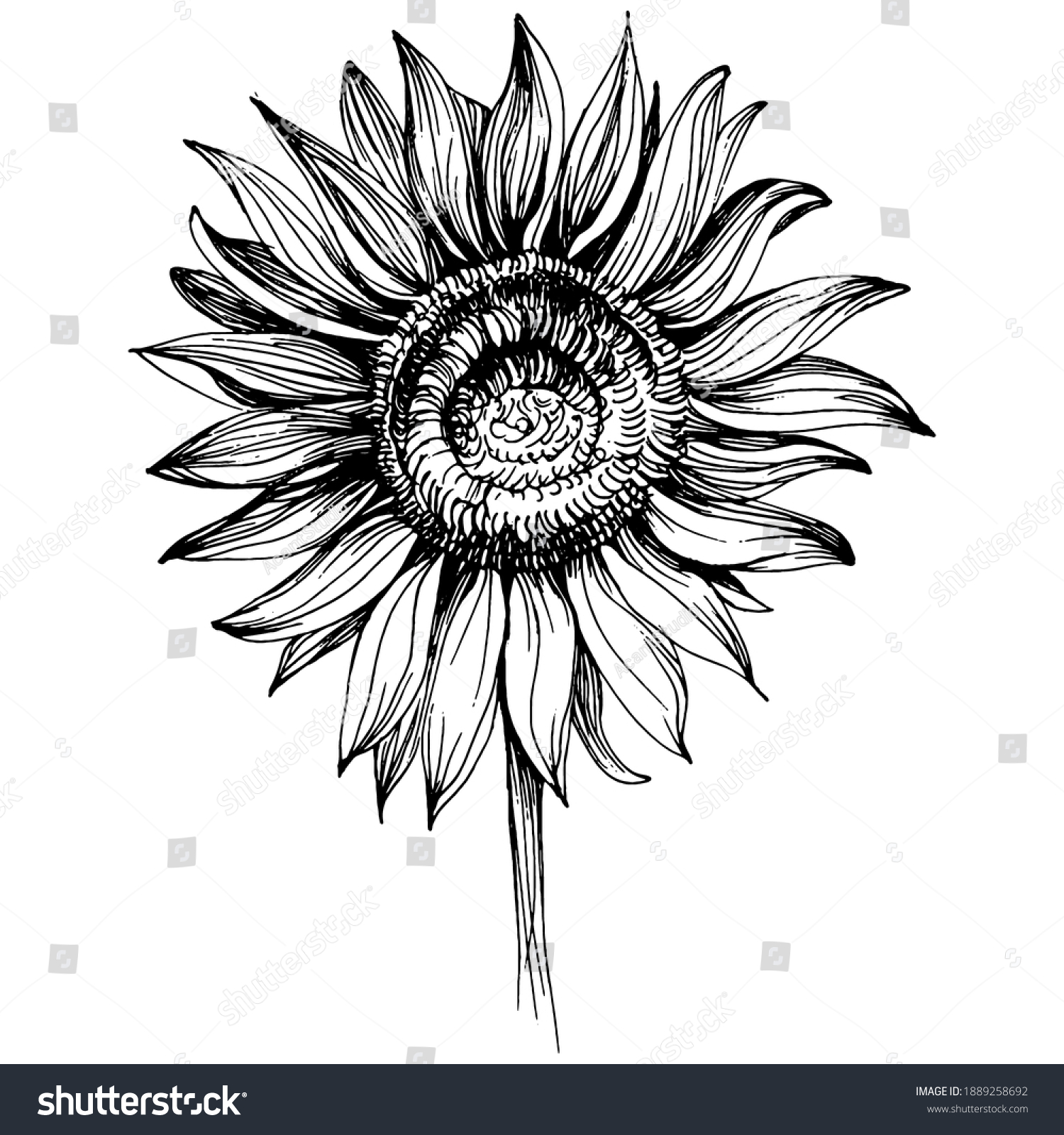 Sunflower Floral Botanical Flower Isolated Illustration Stock Vector ...