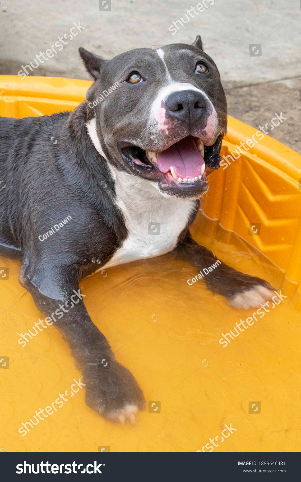 blue pitbull uncropped ears