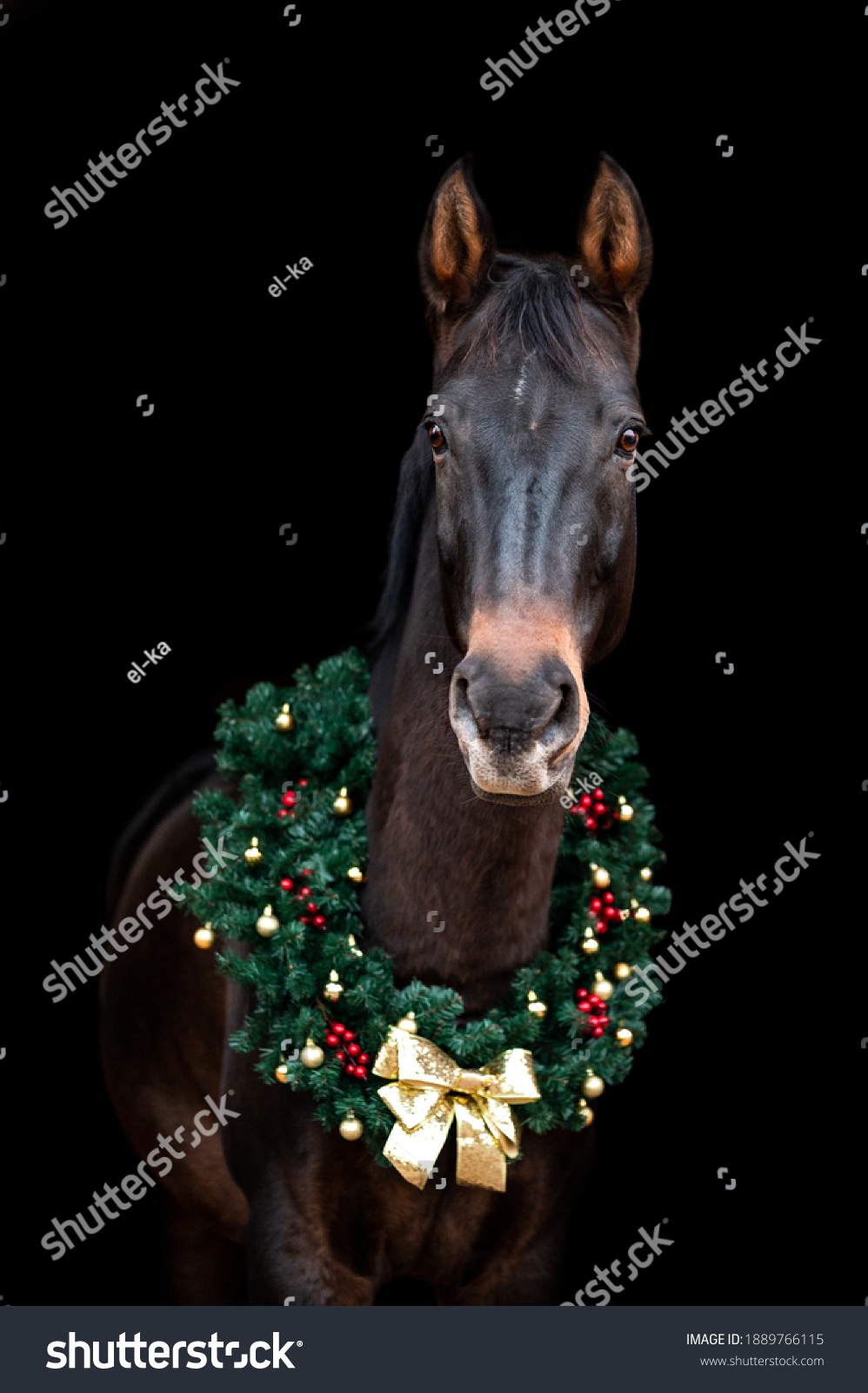 Beautiful Chestnut Brown Horse Mare Stallion Stock Photo 1889766115