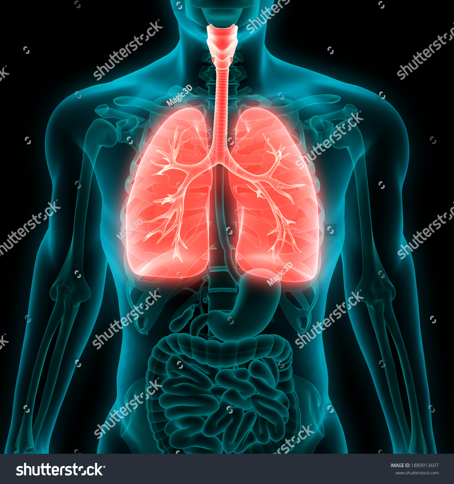 Man Lungs Anatomy Bronchial Tree 3d Stock Illustration 1889913697 ...