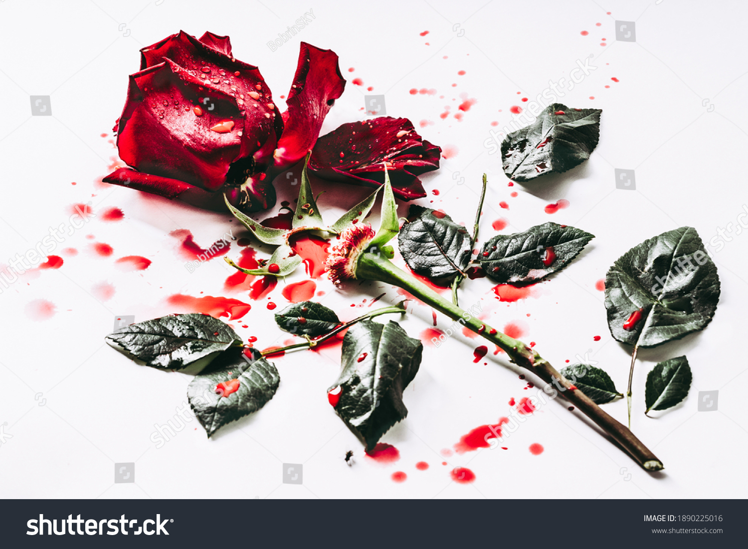 Killed Dead Gutted Rose Bloody Stock Photo Shutterstock