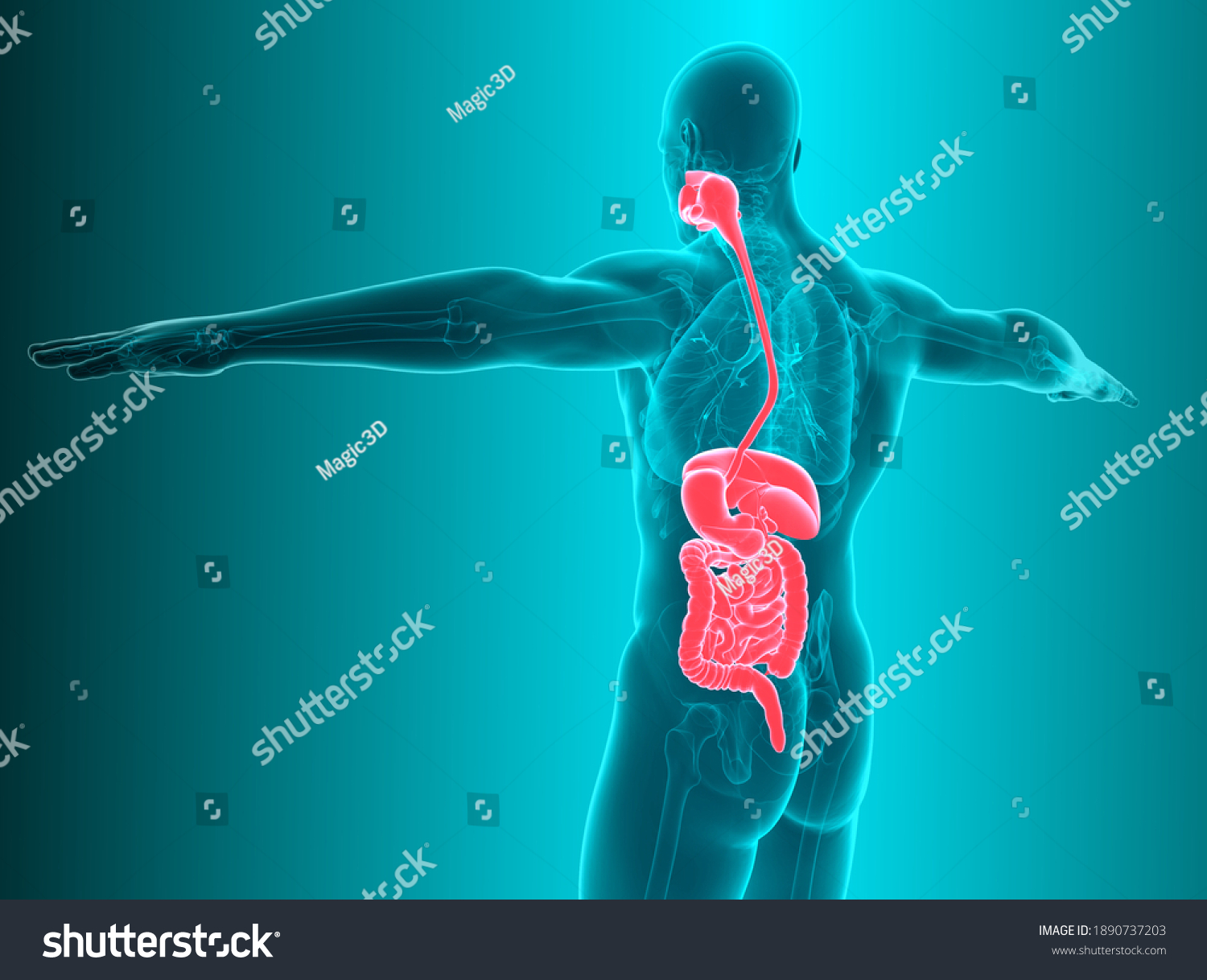 Anatomy Human Body Digestive System 3d Stock Illustration 1890737203 ...