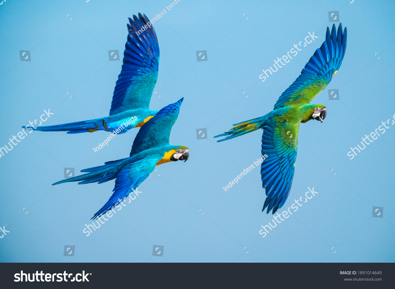 blue and gold macaw flying