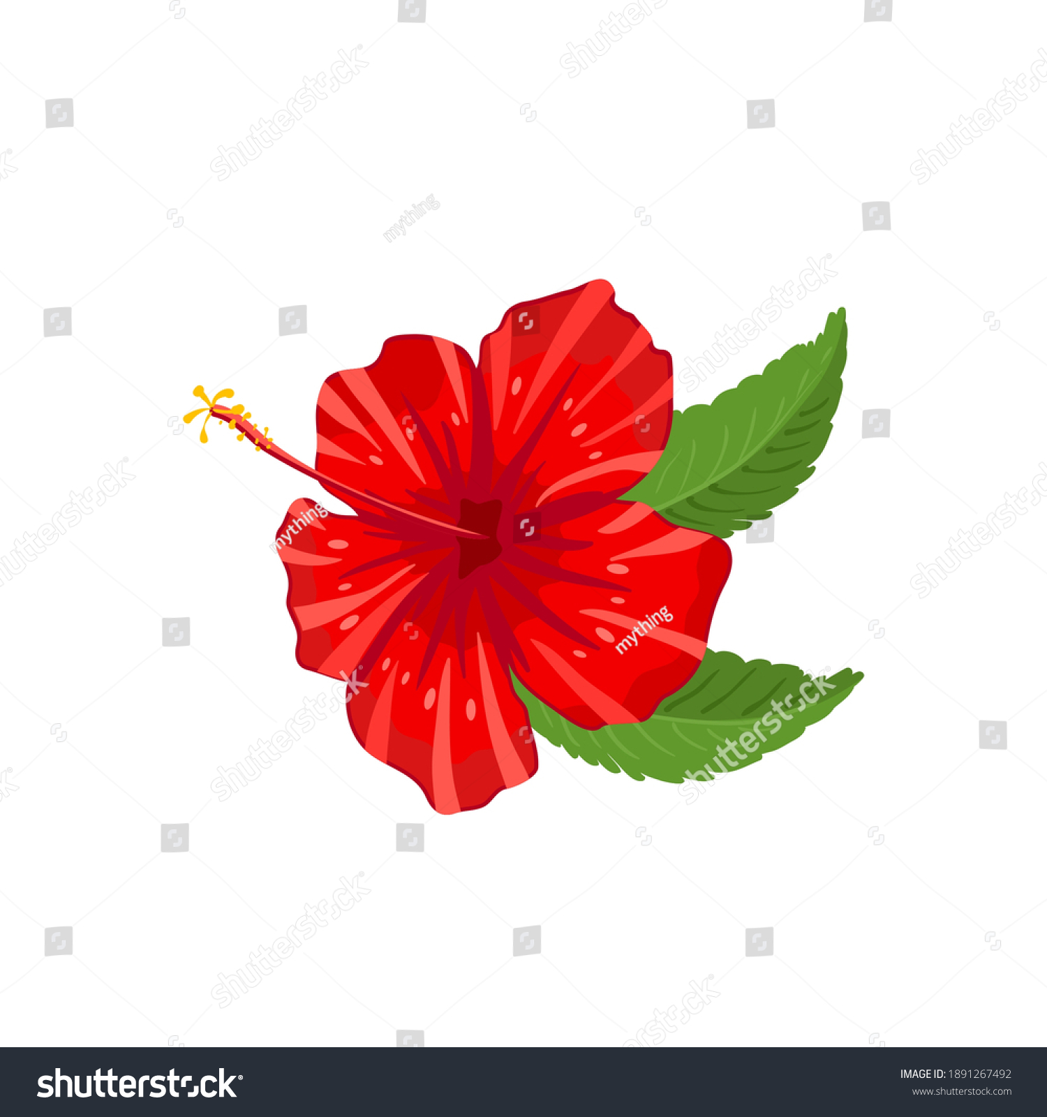 Hibiscus Flower Rose Sharon Vector Illustration Stock Vector (Royalty ...