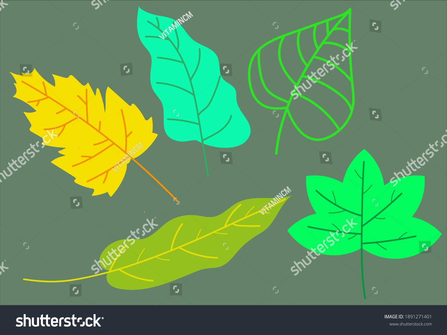 five-types-leaf-shapes-bakgrounds-templates-stock-vector-royalty-free