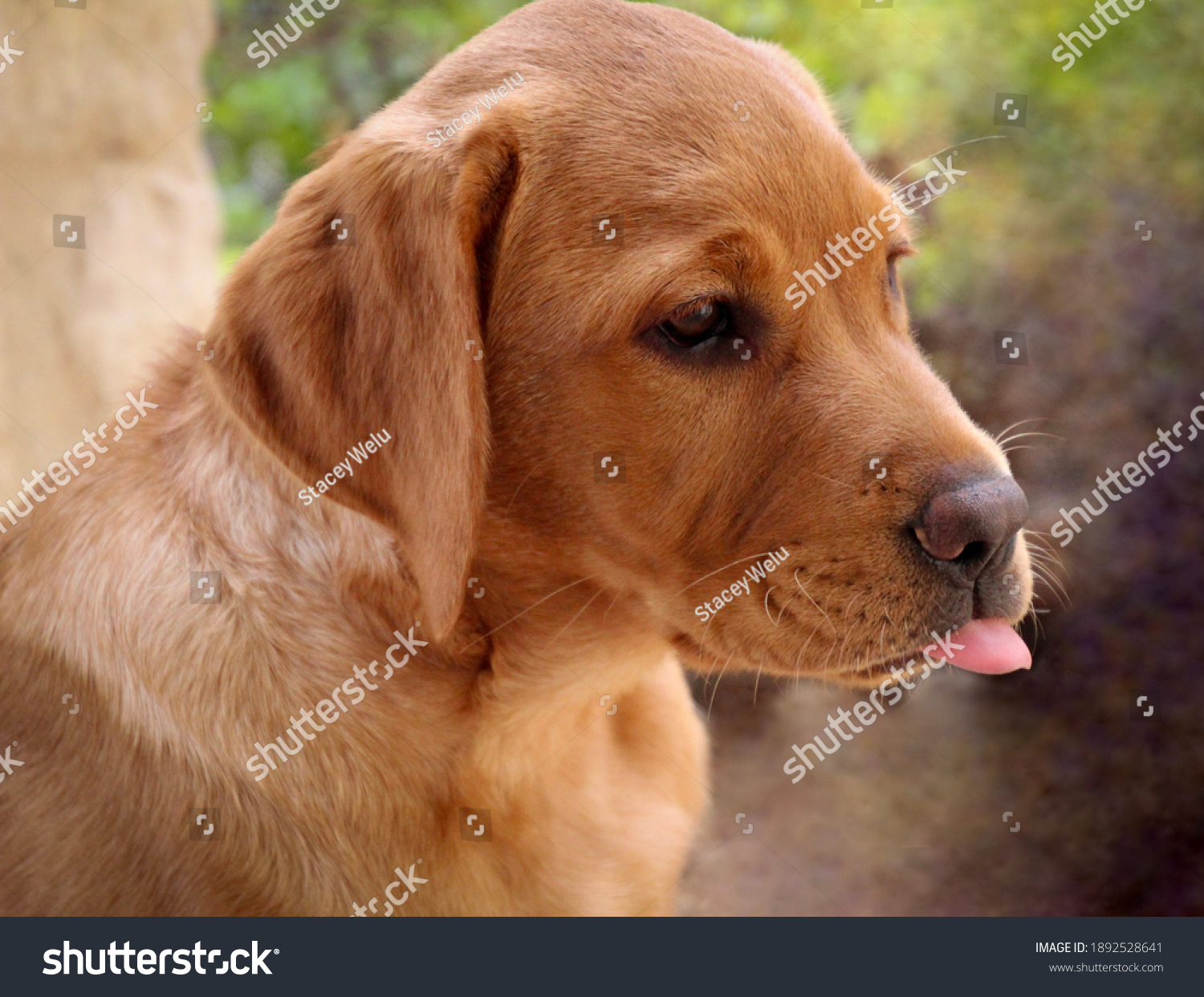 Closeup Isolated Fox Red Labrador Retriever Stock Photo Shutterstock