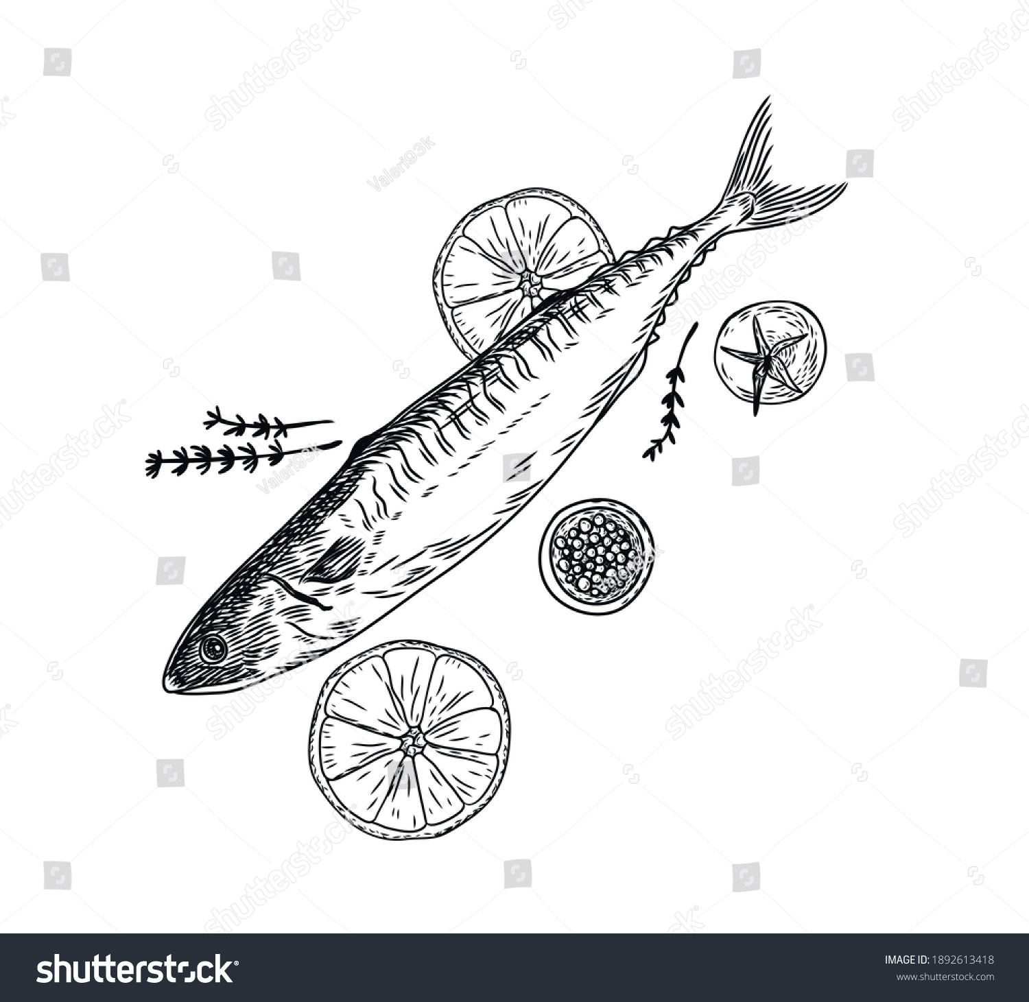 Ink Sketch Horse Mackerel Hand Drawn Stock Vector (Royalty Free ...