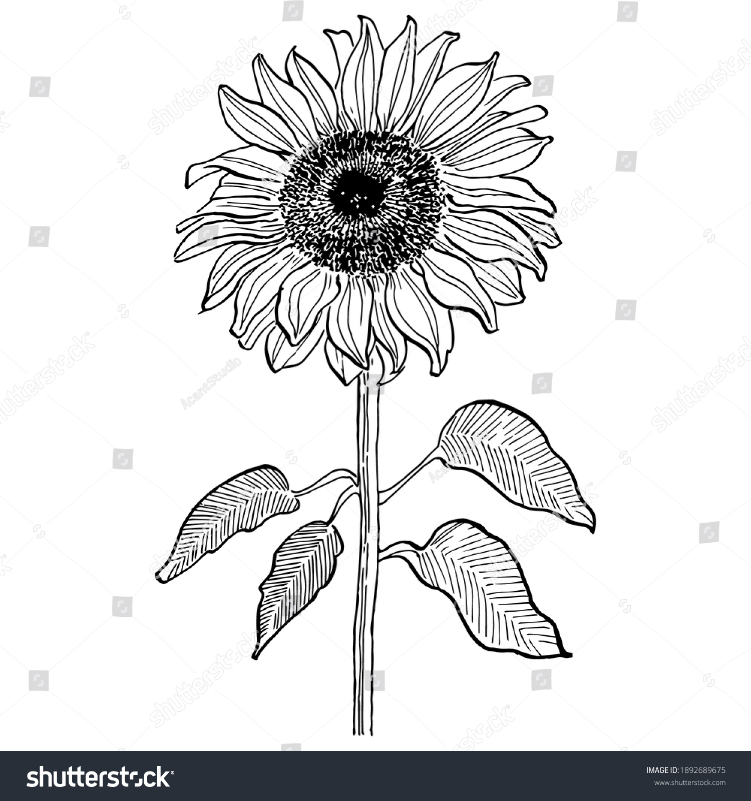 Sunflower Flower Floral Botanical Flower Isolated Stock Vector (Royalty ...