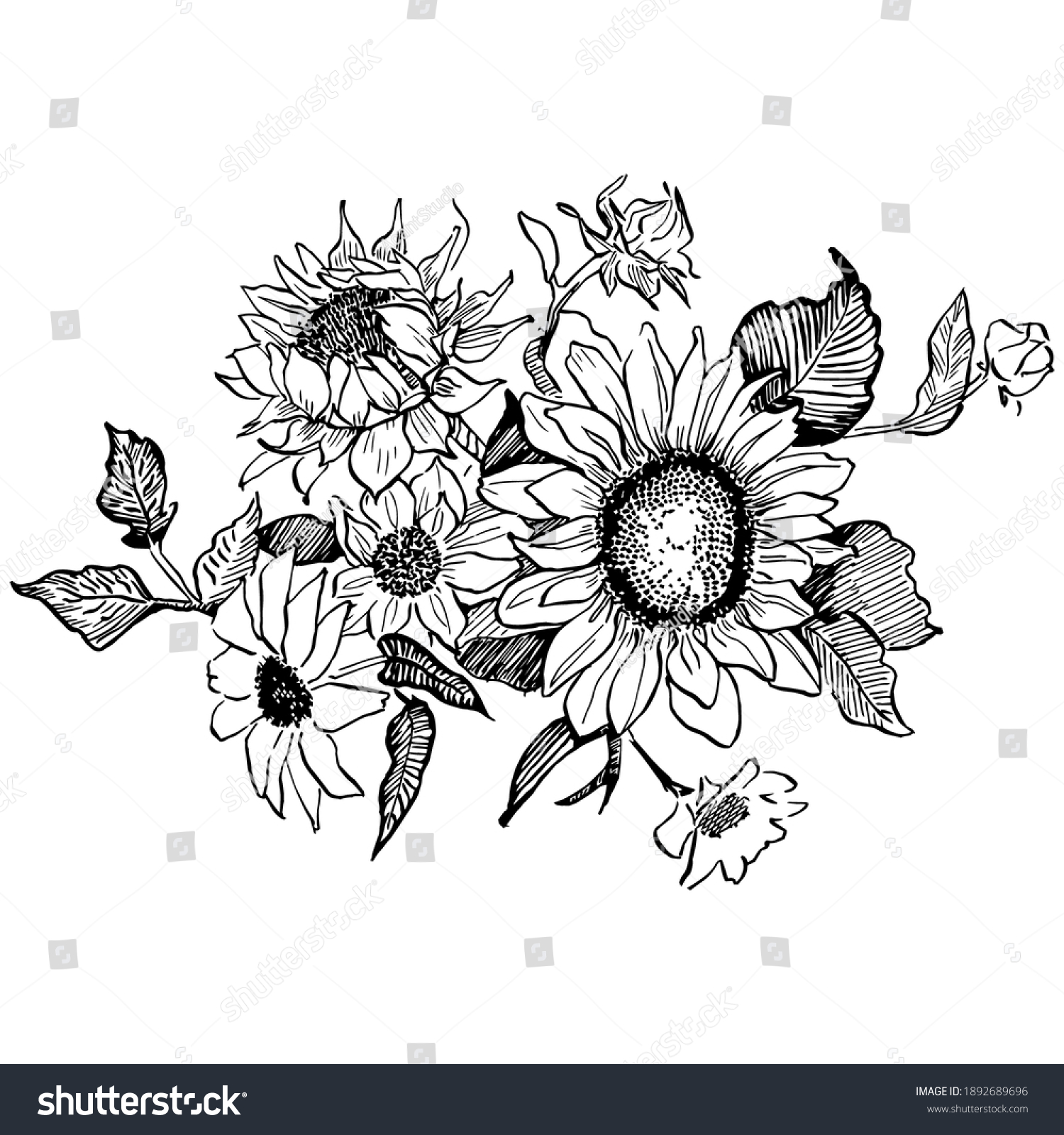 Sunflower Flower Floral Botanical Flower Isolated Stock Vector (Royalty ...