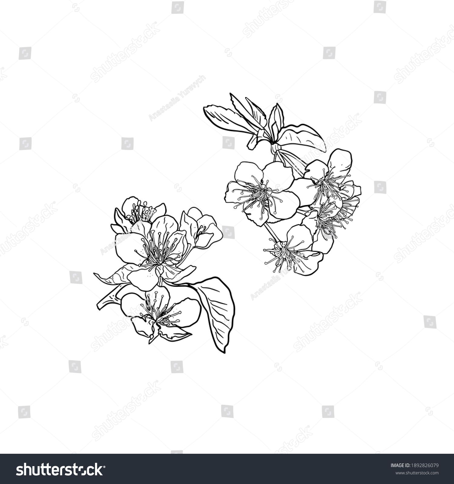 12,632 Apple Blossom Sketch Images, Stock Photos & Vectors | Shutterstock