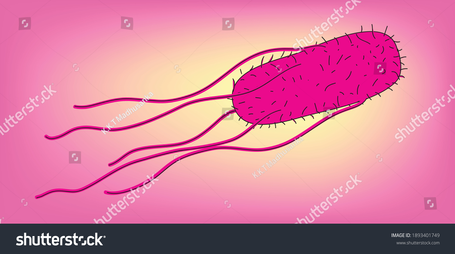 Biological Illustration Salmonella Bacteria Basic Anatomy Stock Vector