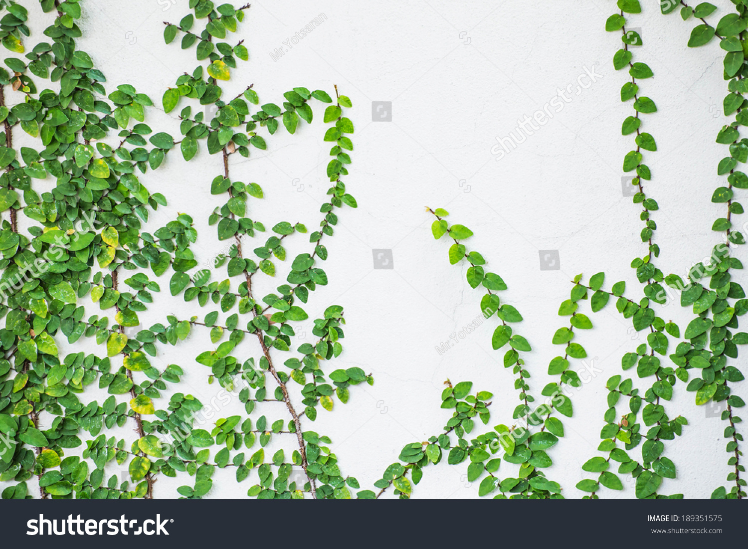 Climbing Fig On White Wall Background Stock Photo 189351575 