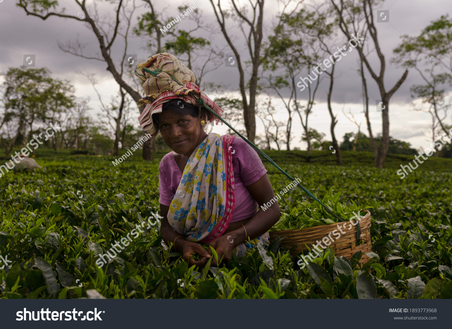 research paper on tea garden labour