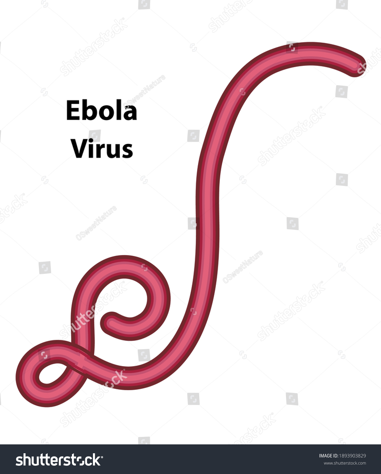 Ebola Virus Illustration External Structures Ebola Stock Vector Royalty Free 1893903829