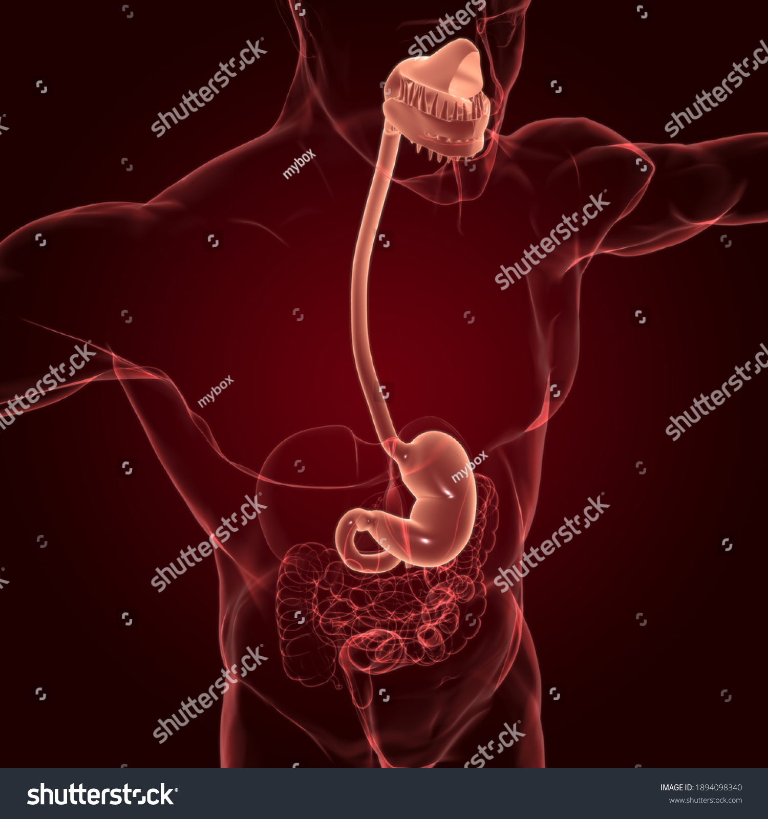 Stomach Anatomy Human Digestive System Medical Stock Illustration ...