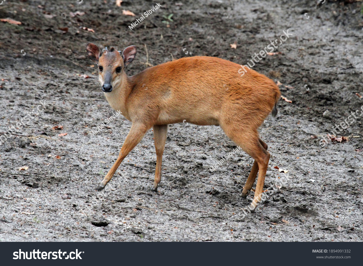 red duiker