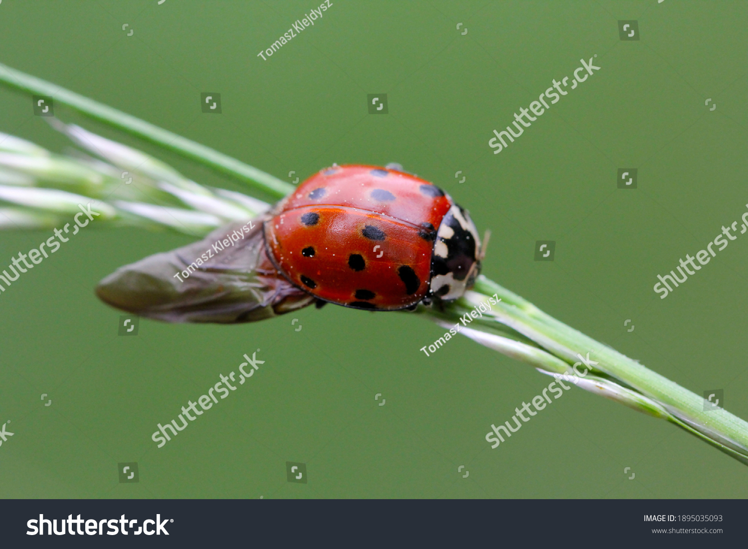 Eyed Ladybird Anatis Ocellata Ladybug Sitting Stock Photo 1895035093 ...