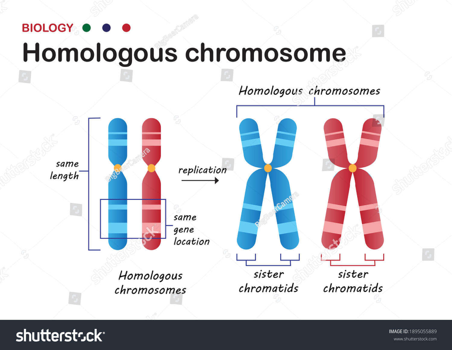 vektor-stok-biology-diagram-present-structure-homologous-chromosome