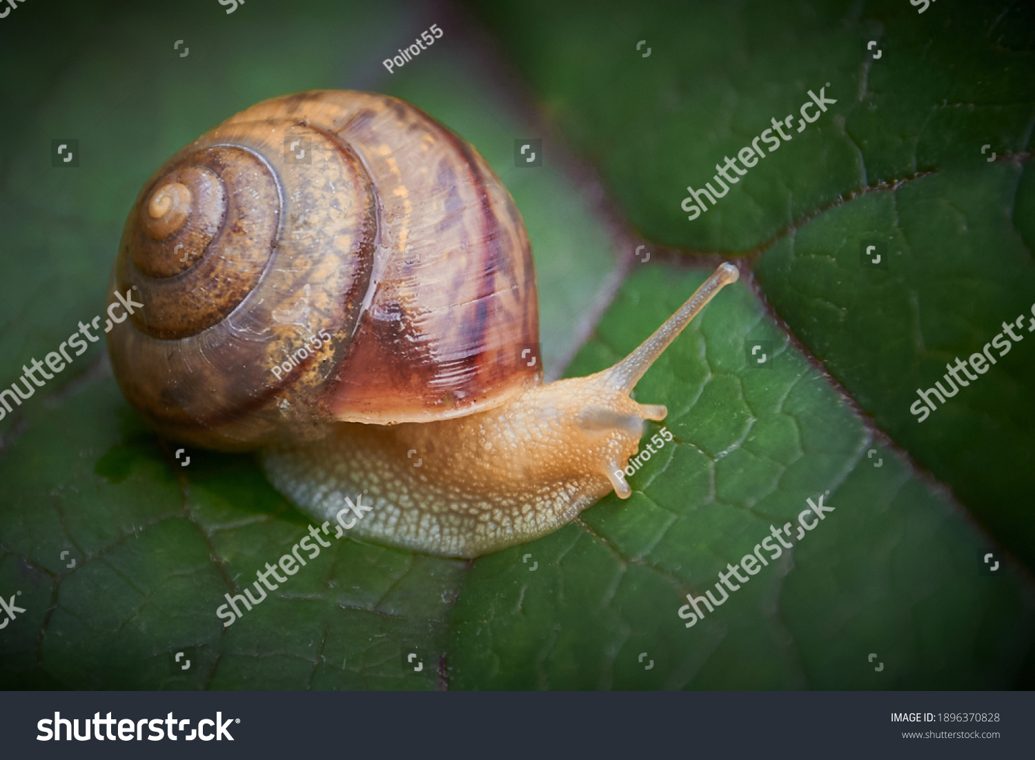 86,086 Garden Snail Shell Images, Stock Photos & Vectors | Shutterstock