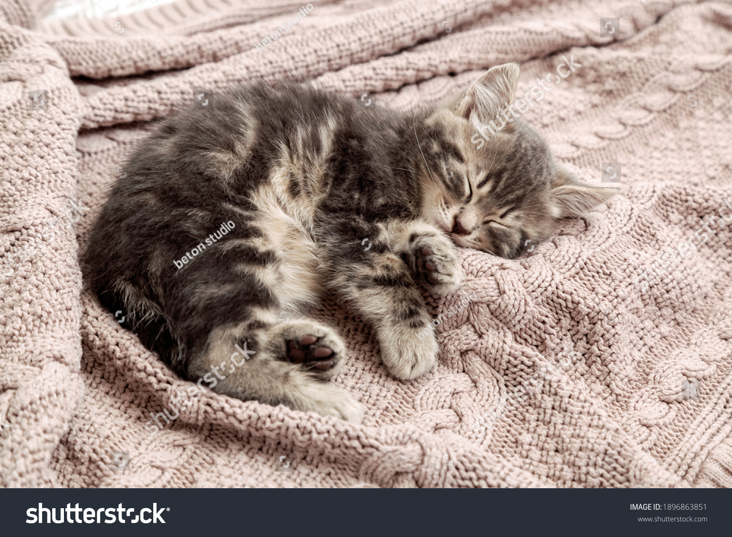 котенок на кровати kitten on the bed