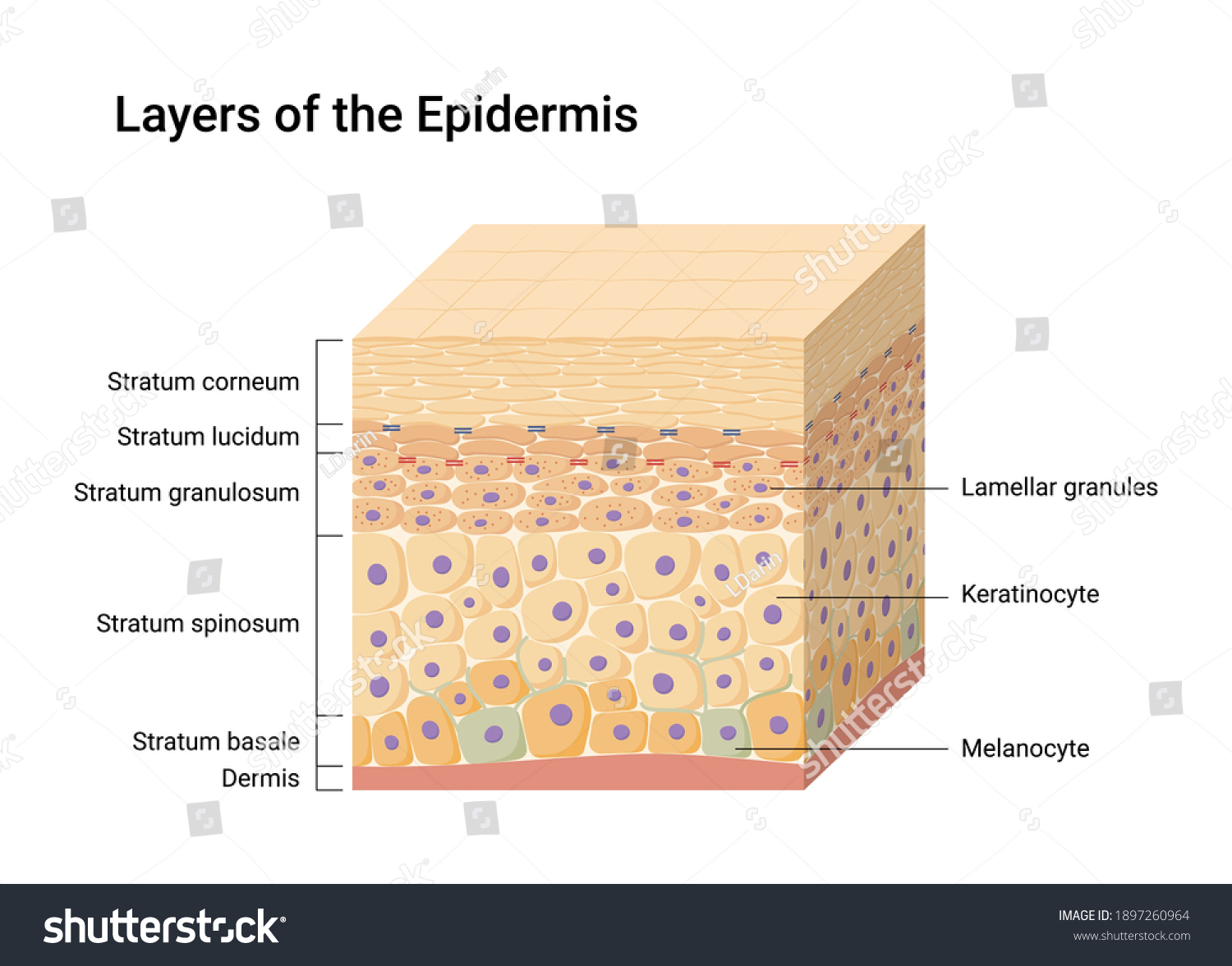 498 Epidermal Layers Images, Stock Photos & Vectors | Shutterstock