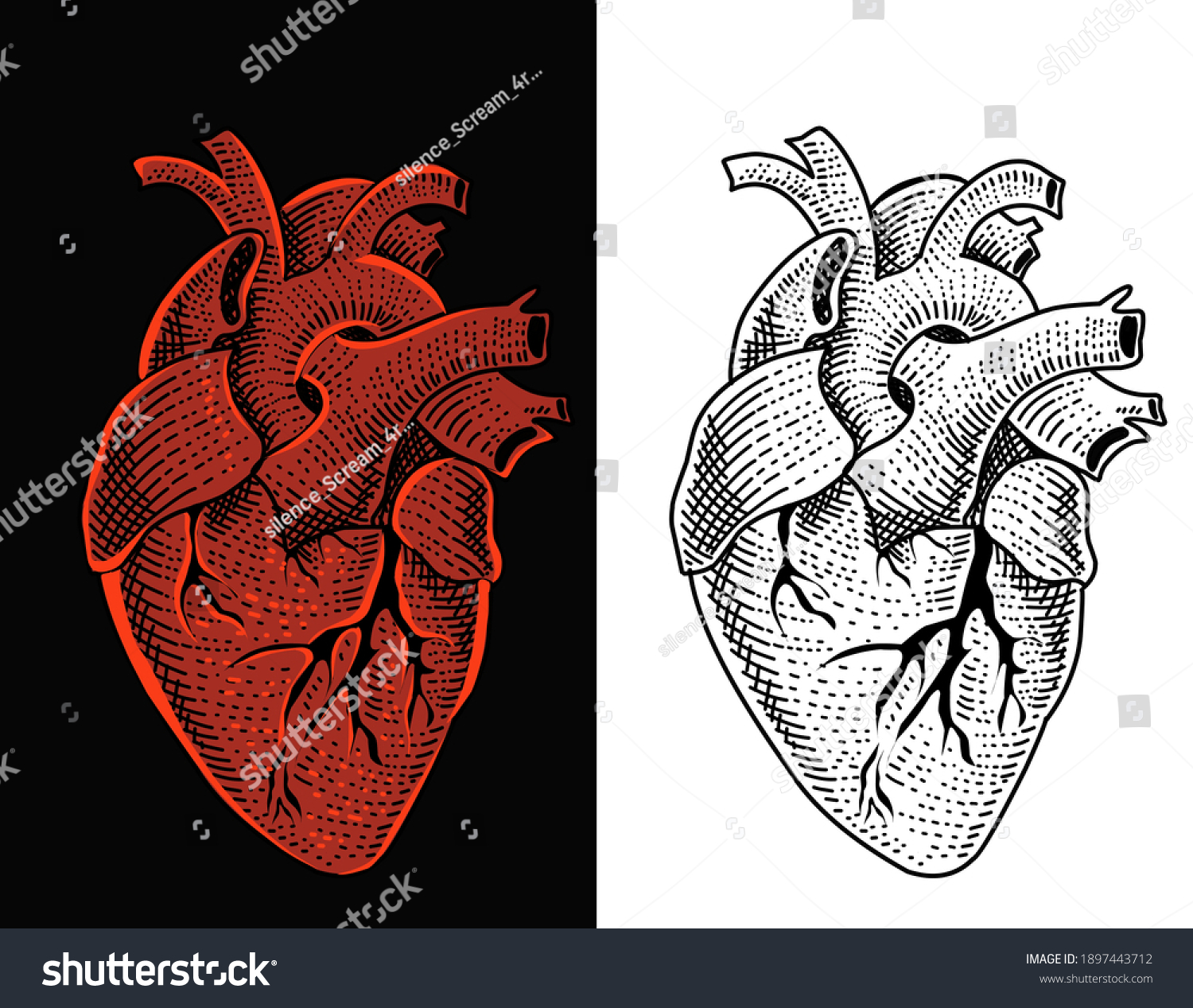 Illustration Vector Human Heart Engraving Style Stock Vector Royalty Free