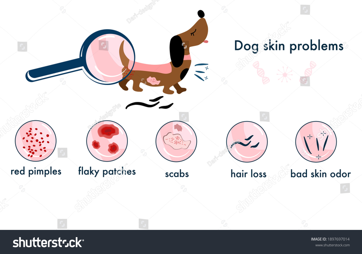 Dog Skin Problemsinfographics Icons Different Symptoms Stock Vector ...