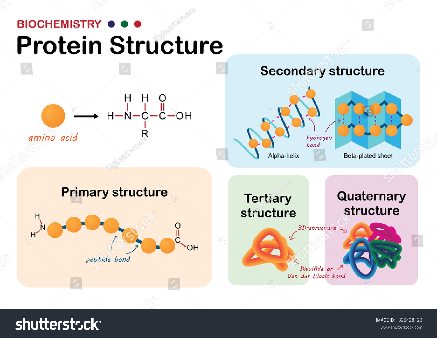 Biochemistry Diagram Show Levels Protein Structure Stock Vector ...